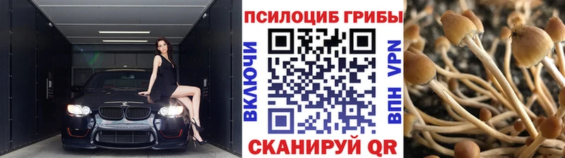 Псилоцибиновые грибы Psilocybe  Кудрово 